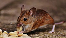 24 Hour & Emergency Exterminators in Oakland Intrntl Service Ctr, CA